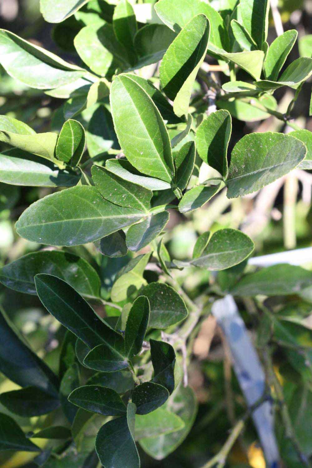              Sun leaves (Riverside, CA)       